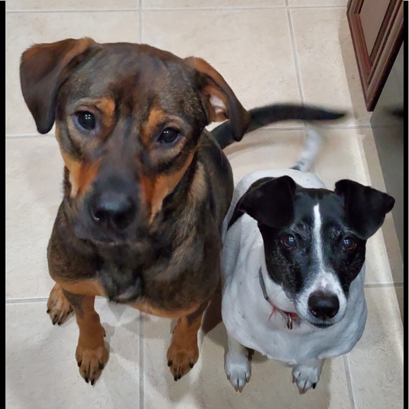 Meet your Posher, Samantha - Picture 6 of 9